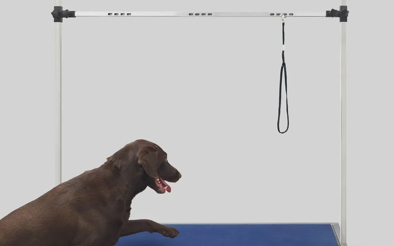 Rover's Edge site hero: a dog stepping onto a grooming table.